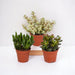 Crassula Box - Sæt Med 3 Planter, H18Cm - Mini Sukkulent Gaveæske