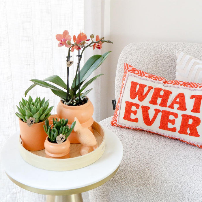 Orange Phalaenopsis Orkidéboks Og Sukkulenter Og Dens Keramiske Plantepotter