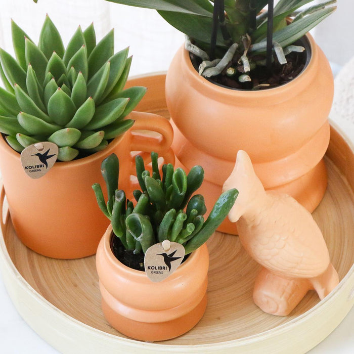 Orange Phalaenopsis Orkidéboks Og Sukkulenter Og Dens Keramiske Plantepotter