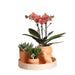 Orange Phalaenopsis Orkidéboks Og Sukkulenter Og Dens Keramiske Plantepotter