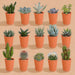 Æske Med 15 Kaktusser Og Sukkulenter + Terracotta Plantepotter