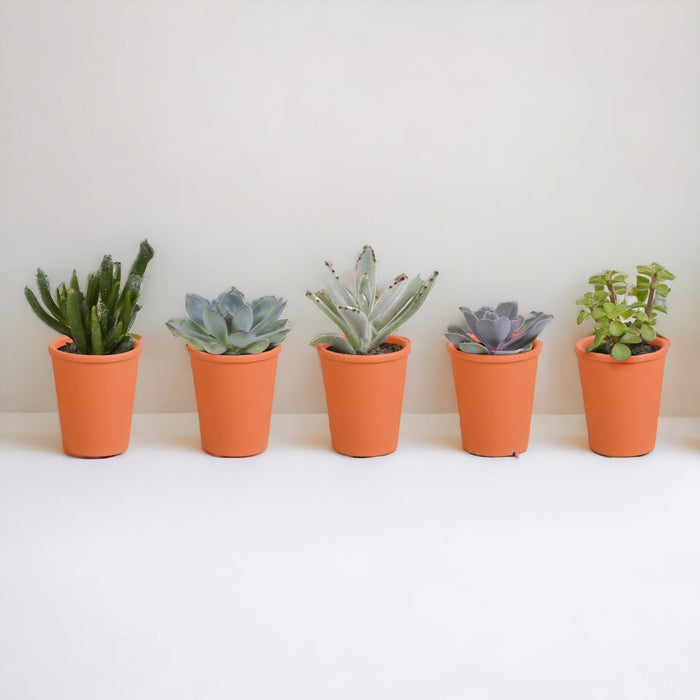 Æske Med 15 Kaktusser Og Sukkulenter + Terracotta Plantepotter