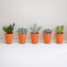 Æske Med 15 Kaktusser Og Sukkulenter + Terracotta Plantepotter