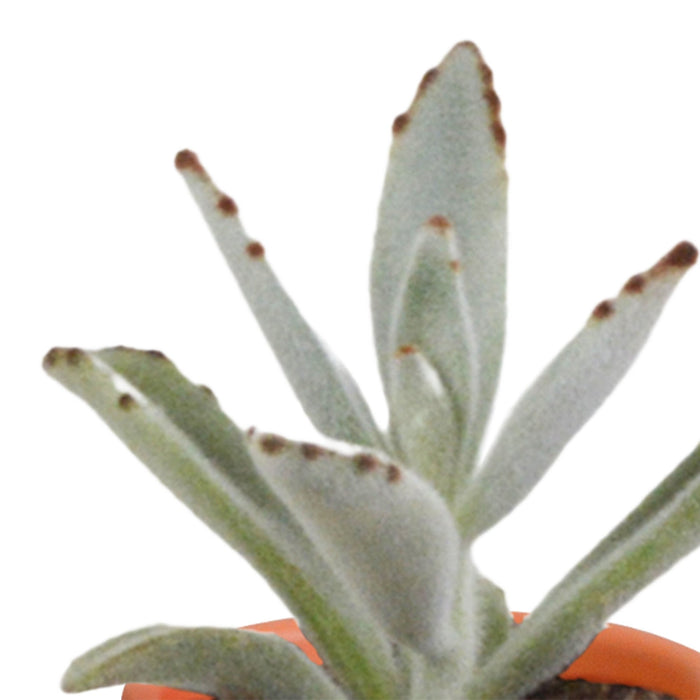 Æske Med 15 Kaktusser Og Sukkulenter + Terracotta Plantepotter