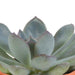 Æske Med 15 Kaktusser Og Sukkulenter + Terracotta Plantepotter