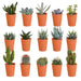 Æske Med 15 Kaktusser Og Sukkulenter + Terracotta Plantepotter