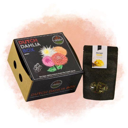 Æske Med Mellemstore Hollandske Løg, Sæt Med 4 Dahliaer + Gratis Mango Kokosnøddete