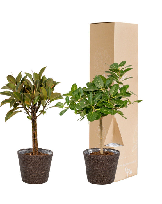 Ficus Æske Og Dens Sorte Kurve - Sæt Med 2 Planter, H90Cm