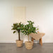 Ficuset Box Its Natural Baskets - Sæt Med 2 Planter, H90Cm
