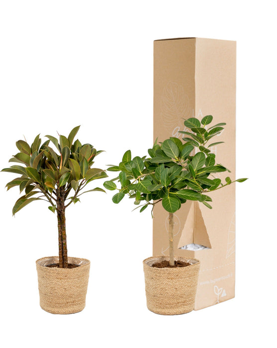 Ficuset Box Its Natural Baskets - Sæt Med 2 Planter, H90Cm