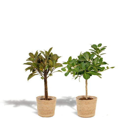 Ficuset Box Its Natural Baskets - Sæt Med 2 Planter, H90Cm