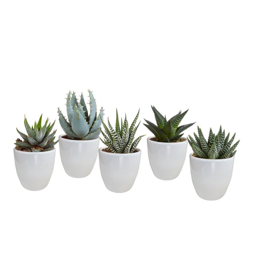 Gasteria Box, Haworthia Og Dens Hvide Plantepotter - Sæt Med 5 Planter, H13Cm