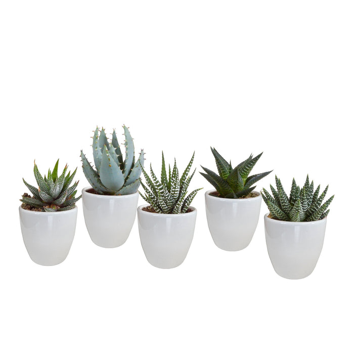 Gasteria Box, Haworthia Og Dens Hvide Plantepotter - Sæt Med 5 Planter, H13Cm