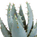 Gasteria Box, Haworthia Og Dens Hvide Plantepotter - Sæt Med 5 Planter, H13Cm