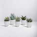 Gasteria Box, Haworthia Og Dens Hvide Plantepotter - Sæt Med 5 Planter, H13Cm