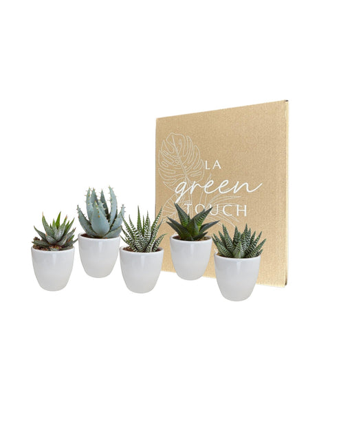 Gasteria Box, Haworthia Og Dens Hvide Plantepotter - Sæt Med 5 Planter, H13Cm