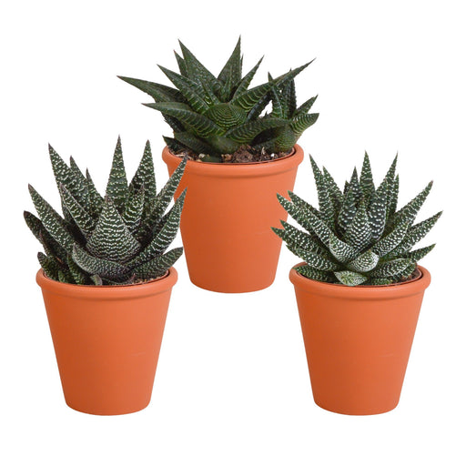 Gasteria Box, Haworthia Og Dens Terracotta Plantepotter - Sæt Med 3 Planter, H18Cm
