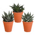 Gasteria Box, Haworthia Og Dens Terracotta Plantepotter - Sæt Med 3 Planter, H18Cm