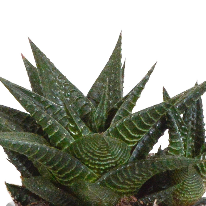 Gasteria Box, Haworthia Og Dens Terracotta Plantepotter - Sæt Med 3 Planter, H18Cm