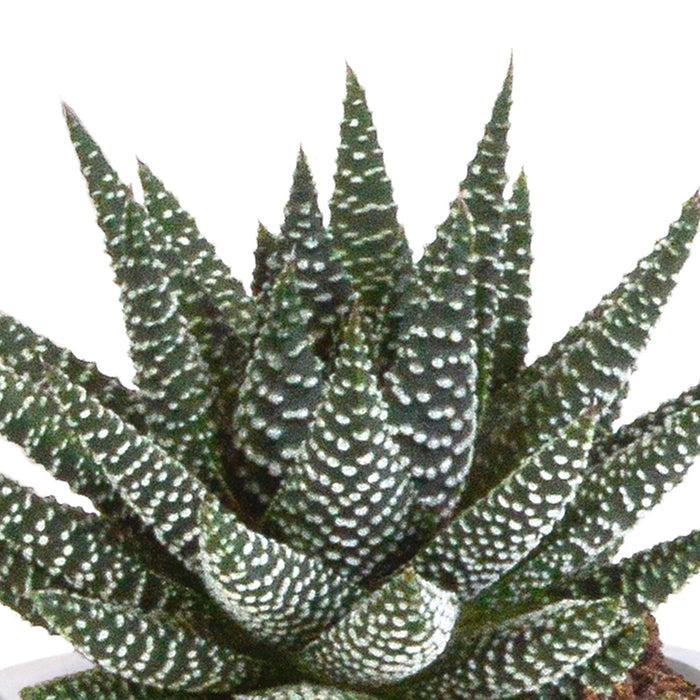 Gasteria Box, Haworthia Og Dens Terracotta Plantepotter - Sæt Med 3 Planter, H18Cm