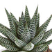 Gasteria Box, Haworthia Og Dens Terracotta Plantepotter - Sæt Med 3 Planter, H18Cm