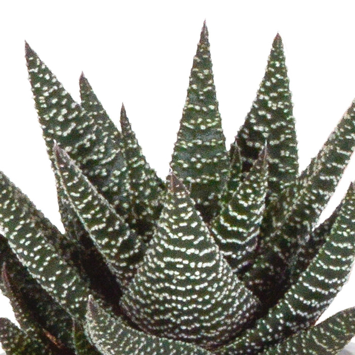 Gasteria Box, Haworthia Og Dens Terracotta Plantepotter - Sæt Med 3 Planter, H18Cm