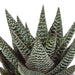 Gasteria Box, Haworthia Og Dens Terracotta Plantepotter - Sæt Med 3 Planter, H18Cm
