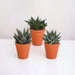 Gasteria Box, Haworthia Og Dens Terracotta Plantepotter - Sæt Med 3 Planter, H18Cm