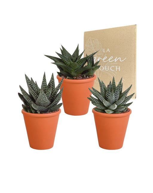 Gasteria Box, Haworthia Og Dens Terracotta Plantepotter - Sæt Med 3 Planter, H18Cm