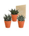 Gasteria Box, Haworthia Og Dens Terracotta Plantepotter - Sæt Med 3 Planter, H18Cm