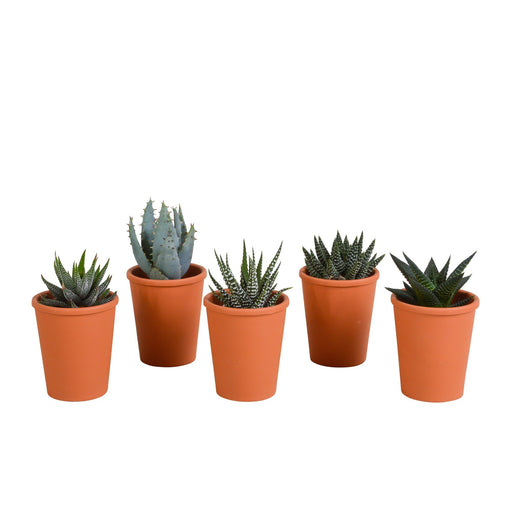 Gasteria Box, Haworthia Og Dens Terracotta Plantepotter - Sæt Med 5 Planter, H13Cm
