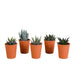 Gasteria Box, Haworthia Og Dens Terracotta Plantepotter - Sæt Med 5 Planter, H13Cm