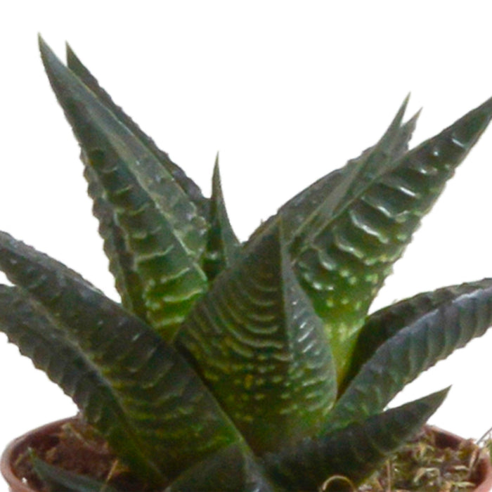 Gasteria Box, Haworthia Og Dens Terracotta Plantepotter - Sæt Med 5 Planter, H13Cm