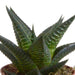 Gasteria Box, Haworthia Og Dens Terracotta Plantepotter - Sæt Med 5 Planter, H13Cm
