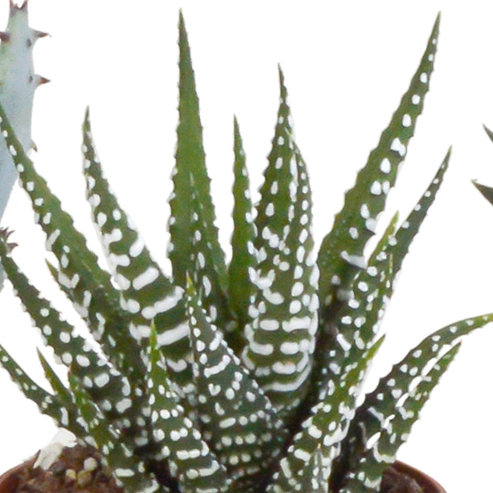 Gasteria Box, Haworthia Og Dens Terracotta Plantepotter - Sæt Med 5 Planter, H13Cm