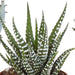 Gasteria Box, Haworthia Og Dens Terracotta Plantepotter - Sæt Med 5 Planter, H13Cm