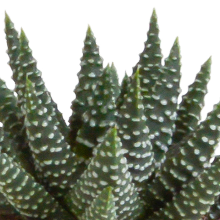 Gasteria Box, Haworthia Og Dens Terracotta Plantepotter - Sæt Med 5 Planter, H13Cm