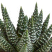 Gasteria Box, Haworthia Og Dens Terracotta Plantepotter - Sæt Med 5 Planter, H13Cm