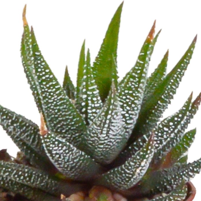 Gasteria Box, Haworthia Og Dens Terracotta Plantepotter - Sæt Med 5 Planter, H13Cm