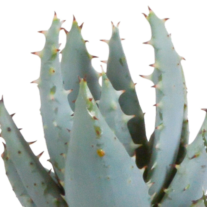 Gasteria Box, Haworthia Og Dens Terracotta Plantepotter - Sæt Med 5 Planter, H13Cm