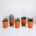 Gasteria Box, Haworthia Og Dens Terracotta Plantepotter - Sæt Med 5 Planter, H13Cm