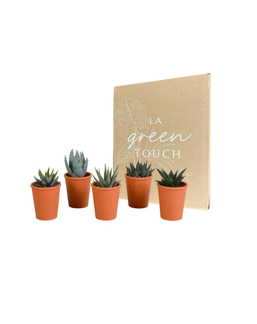 Gasteria Box, Haworthia Og Dens Terracotta Plantepotter - Sæt Med 5 Planter, H13Cm