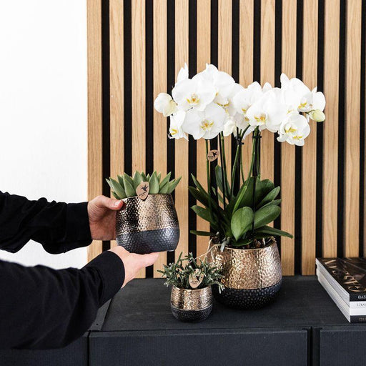 Home Hub Box | Phalaenopsis Orkidé Og Sukkulente Planter
