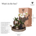 Home Hub Box | Phalaenopsis Orkidé Og Sukkulente Planter