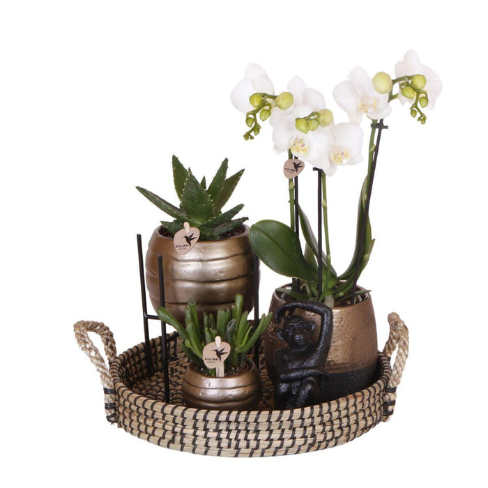 Home Hub Box | Phalaenopsis Orkidé Og Sukkulente Planter