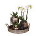 Home Hub Box | Phalaenopsis Orkidé Og Sukkulente Planter