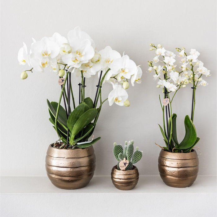 Home Hub Box | Phalaenopsis Orkidé Og Sukkulente Planter