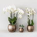 Home Hub Box | Phalaenopsis Orkidé Og Sukkulente Planter