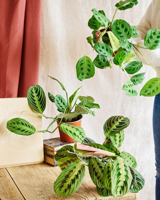 Maranta Box - Sæt Med 3 Indendørs Planter