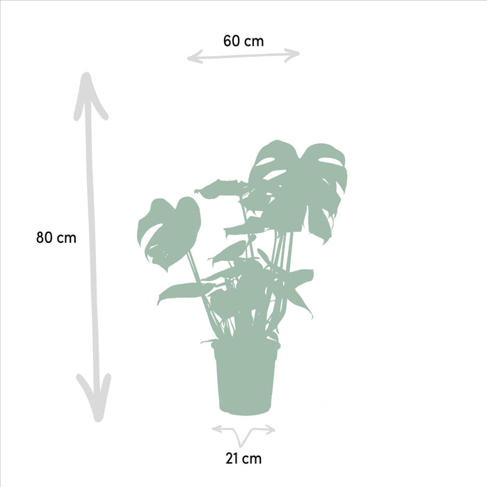 Box Monstera Deliciosa, Alocasia Zebrina, Strelitzia Nicolai, Banana Musa - Sæt Med 4 Planter